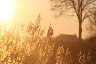 High angle view of silhouette plants on field against sky at sunset