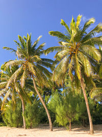 Low angle of palm trees on tropical beach against clear sky