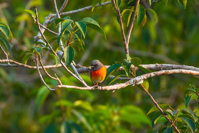 Bird perching on a branch