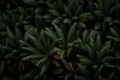 Full frame shot of plants