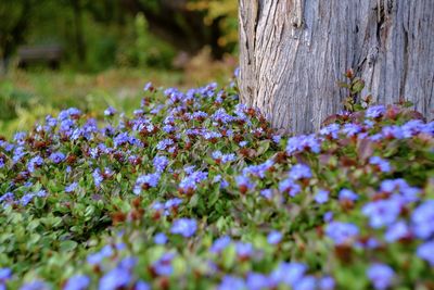 Close-up of purple flowering plants on field