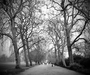 Bare trees along road in park during winter