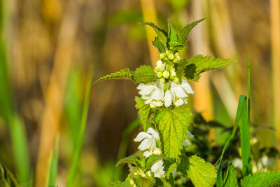 Close-up of yellow flowering plant on field