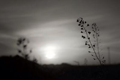 Close-up of plant growing on field at sunset