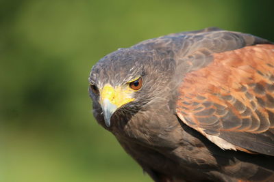 Close-up of a falcon