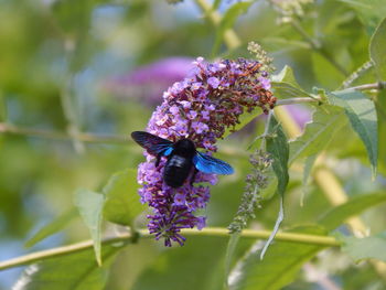 Close-up of butterfly pollinating on purple flower