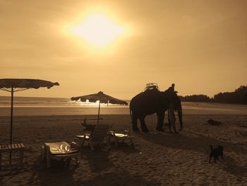 Silhouette horse on beach against sky during sunset