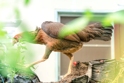 Close-up of bird perching on branch