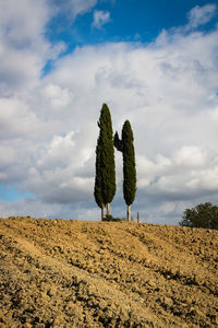 Cactus growing on field against sky