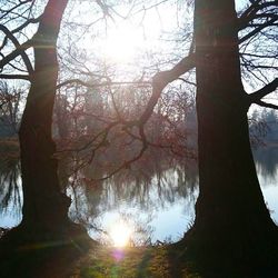 Sun shining through trees