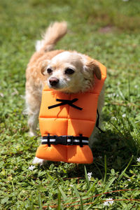 Cute chihuahua dog in a halloween costume nautical orange life vest in florida.