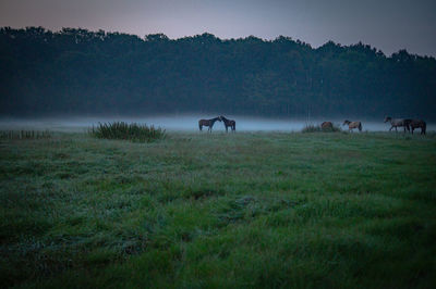 Horses in a field