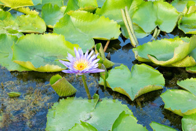 Close-up of lotus water lily in lake