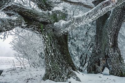 Trees in forest during winter