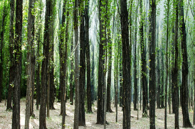 Trees in forest