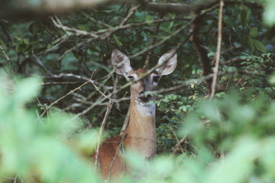 Portrait of deer in a forest