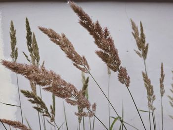 Close-up of snow covered plants against sky