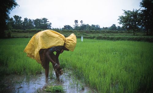 Woman working on rice paddy during monsoon