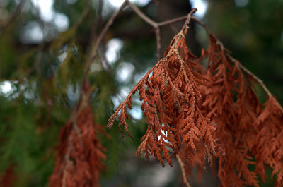 Close-up of tree branch