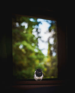 Close-up of bird on window