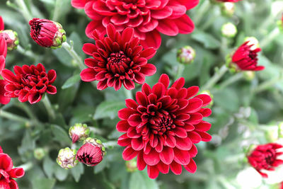 Close-up of red flowering plants in park