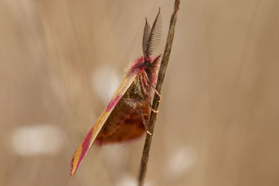 Close-up of butterfly on plant