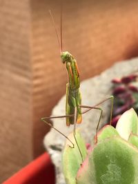 Close-up of insect on leaf