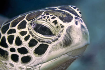 Close-up of a turtle