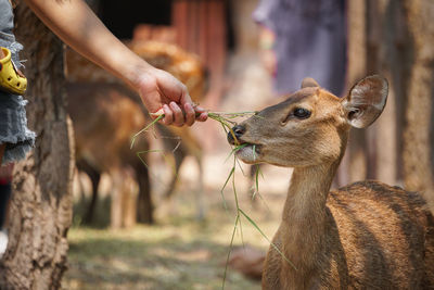 Close-up of hand eating deer at zoo