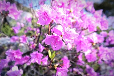 Close-up of pink flowers