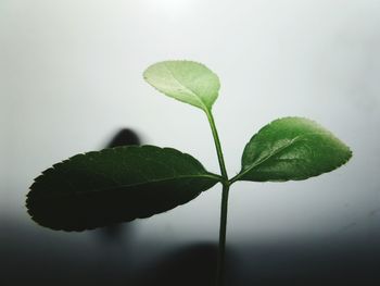 Close-up of plant against sky