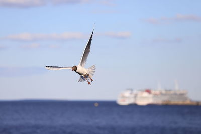 Seagull flying over sea