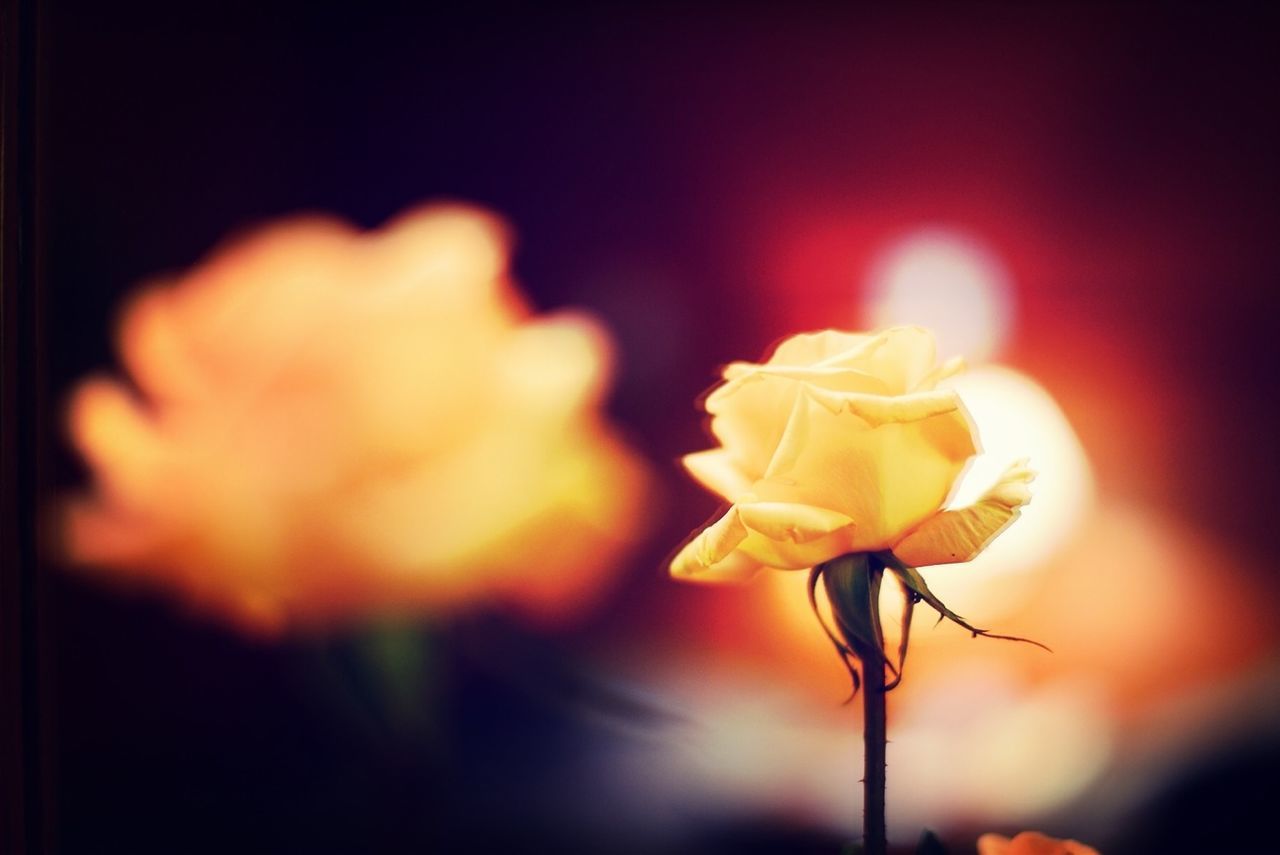 CLOSE-UP OF ROSE BLOOMING OUTDOORS