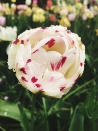 Close-up of pink rose