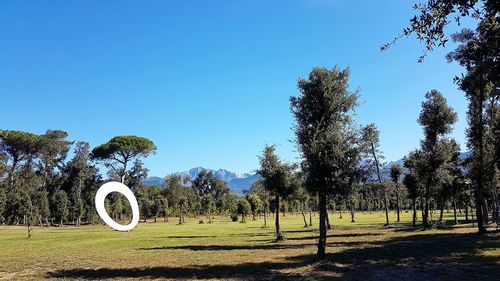 Trees on field against clear blue sky