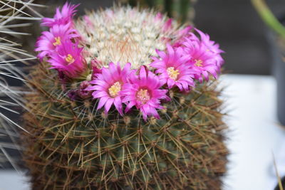 Close-up of pink flowers