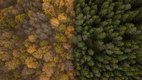 High angle view of trees in forest during autumn