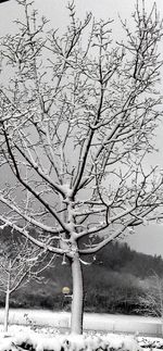 Bare trees on snow covered landscape