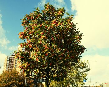 Low angle view of trees against sky