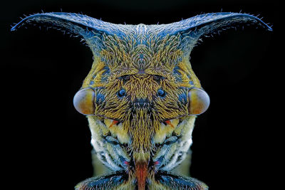 Close-up of peacock against black background