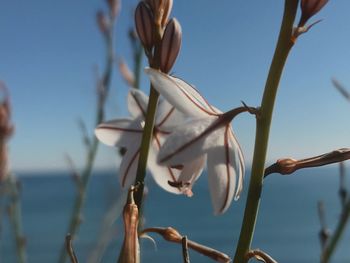 Low angle view of white flowering plants against sky