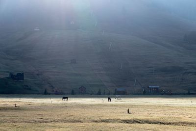 View of horses grazing on field