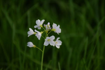 Close-up of white flowering plant on field