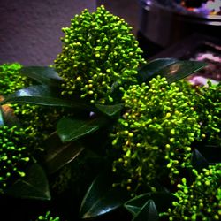 Close-up of potted plant