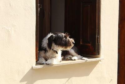 Dog in the window