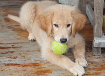 Close-up portrait of dog with ball