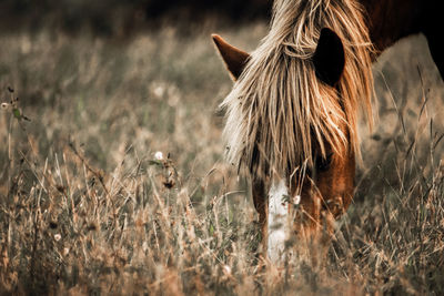 Close-up of horse standing on field