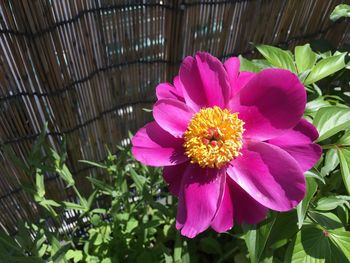 Close-up of pink flower