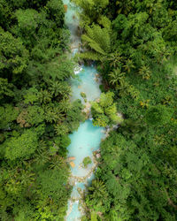 High angle view of stream amidst trees in forest