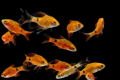 Close-up of fish swimming in sea